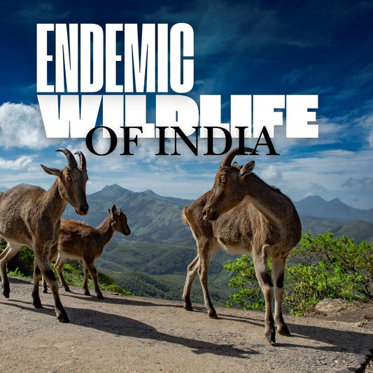 Exploring the Endemic Wildlife of India - TuckTribe