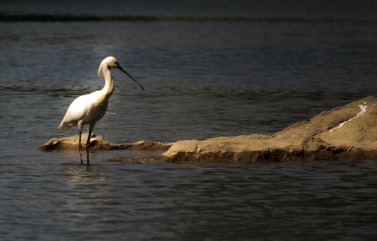 Bird Sanctuaries in South India and Their Specialties - TuckTribe