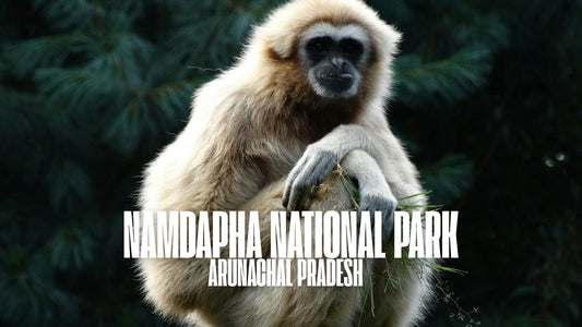 Discover the Wonders of Namdapha National Park - TuckTribe